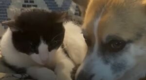 Gattino e cagnolino sono felici di vivere insieme dopo un inizio di convivenza difficile (VIDEO)