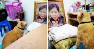 Gattino piange davanti alla foto della sua proprietaria defunta ogni notte prima di addormentarsi