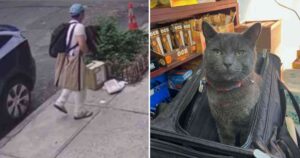 gatto rubato da un negozio viene ritrovato