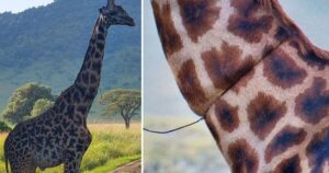 giraffa chiede disperatamente aiuto