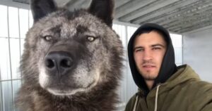 L’uomo vive con il lupo più grande del mondo e gioca con lui come se fosse un cucciolo (VIDEO)