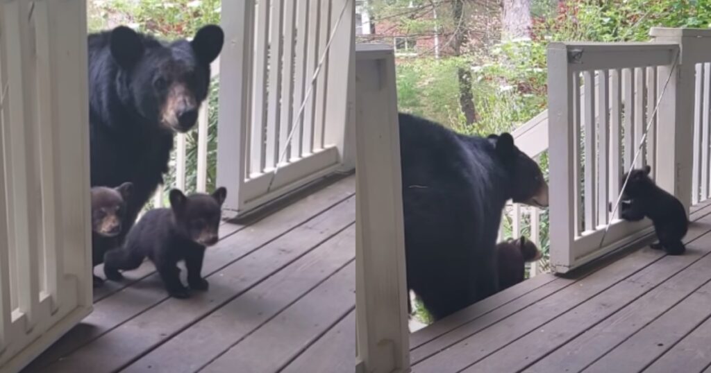 Orsa con i suoi cuccioli vicino una casa