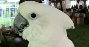 Il pappagallo cacatua Chris si è innamorato di una donna speciale, per lui la più importante del mondo (VIDEO)