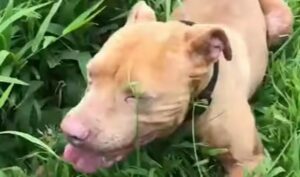 La Pit Bull Hazel ha una grandissima voglia di vivere e di essere felice (VIDEO)