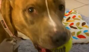 La Pit Bull Roxie riesce a gestire l’ansia grazie ad un’amica speciale (VIDEO)