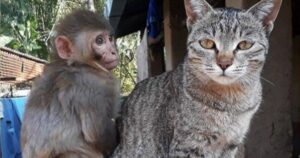 Scimmia ferita riacquista la voglia di vivere grazie alla compagnia di un gattino (VIDEO)