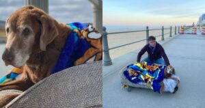 Signore fa un letto speciale per il suo cagnolone che non riesce più a camminare (VIDEO)