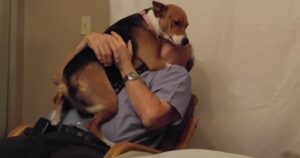 cane rischia di essere soppresso ma viene salvato
