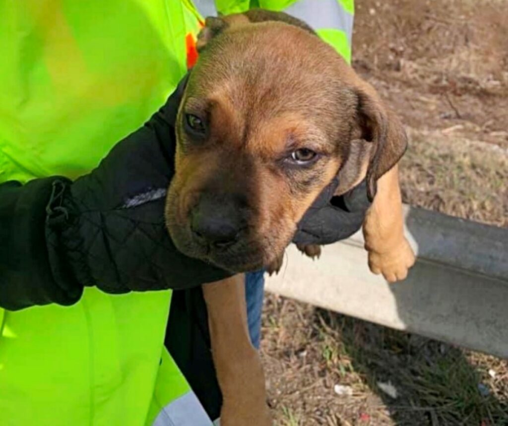 squadra di pulizia salva cane su strada