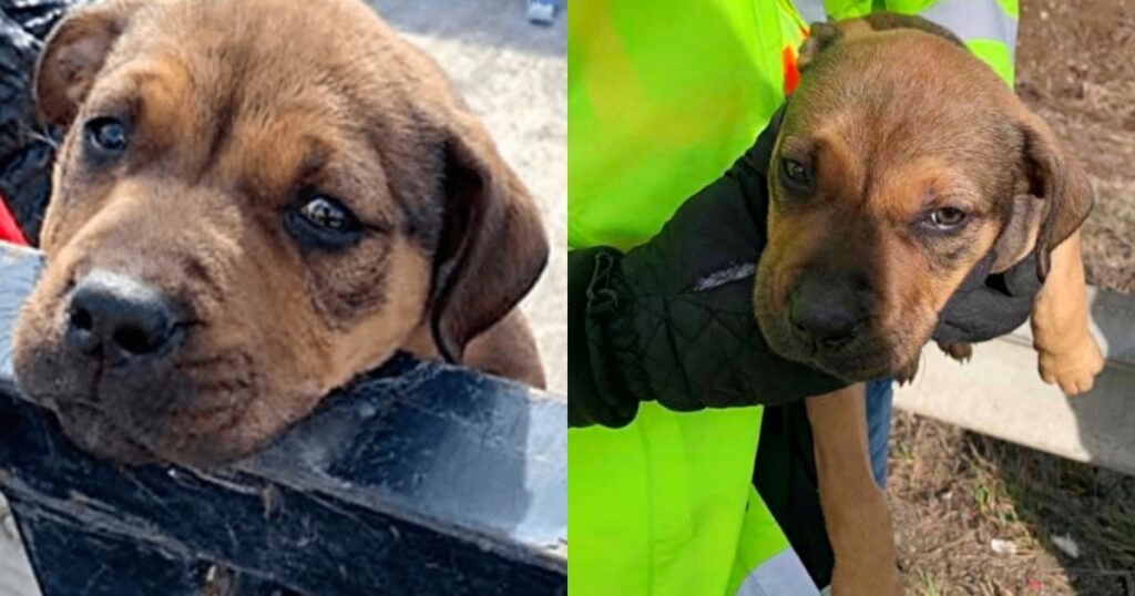 squadra di pulizia salva cane su strada