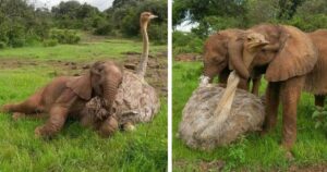 Struzzo conforta e si prende cura dei piccoli elefanti che hanno perso la madre