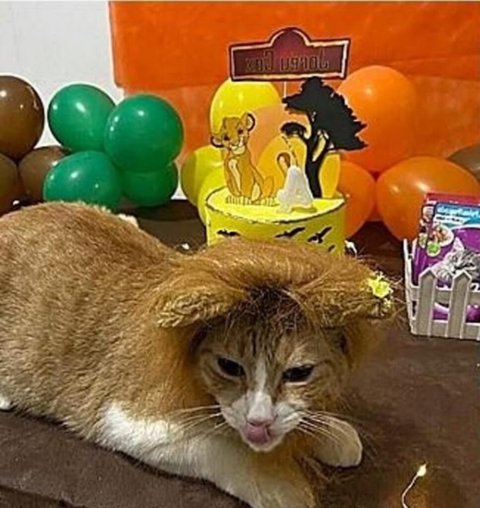 Uomo festeggia compleanno del gatto vestito da leone