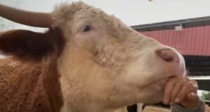 Il vitello Nir ha trovato un’amica speciale che gli ha cambiato completamente la vita (VIDEO)