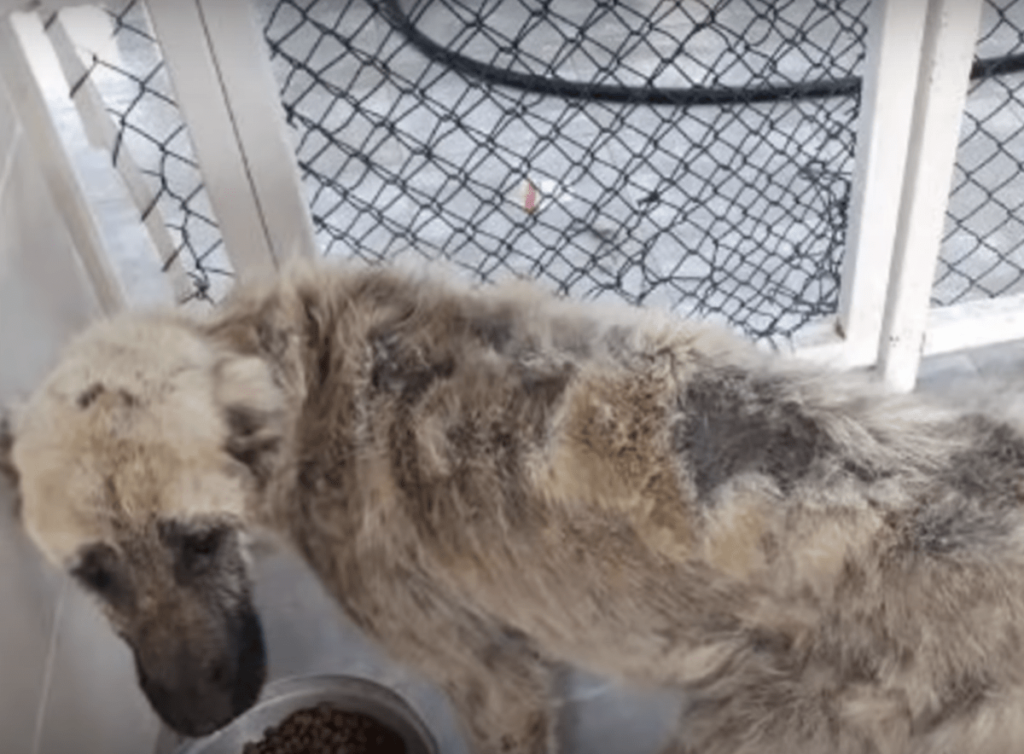 cane giaceva tristemente per strada ma fortunatamente è stato salvato