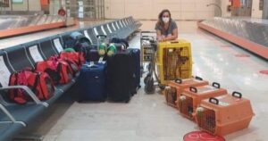 Peruviana si trasferisce in Spagna e viaggia in aereo con i suoi 9 animali domestici