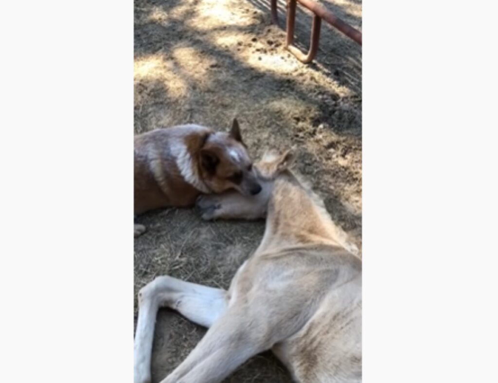 cane e cavallo diventano amici per la pelle