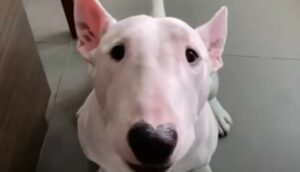 Il Bull Terrier Sunshine ha conosciuto due nuovi migliori amici di cui non può fare a meno (VIDEO)
