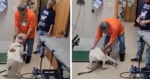 Uomo lascia il suo cane nel rifugio poiché sua figlia non lo voleva, ma dopo 18 mesi torna a prenderlo