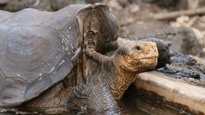 Diego la tartaruga salva la sua specie