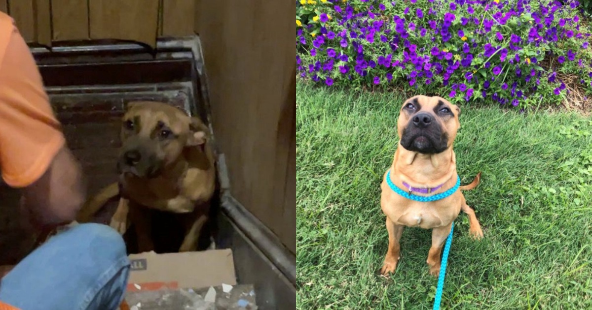 Freon: il cane che ha aspettato a lungo il ritorno dei suoi padroni che ...