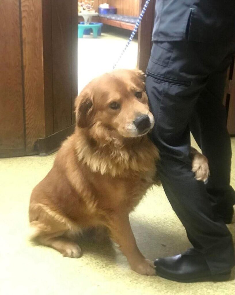 Golden Retriever abbandonato