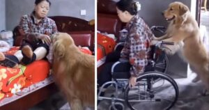 Golden Retriever aiuta la sua proprietaria in sedia a rotelle ma la storia non ha un lieto fine
