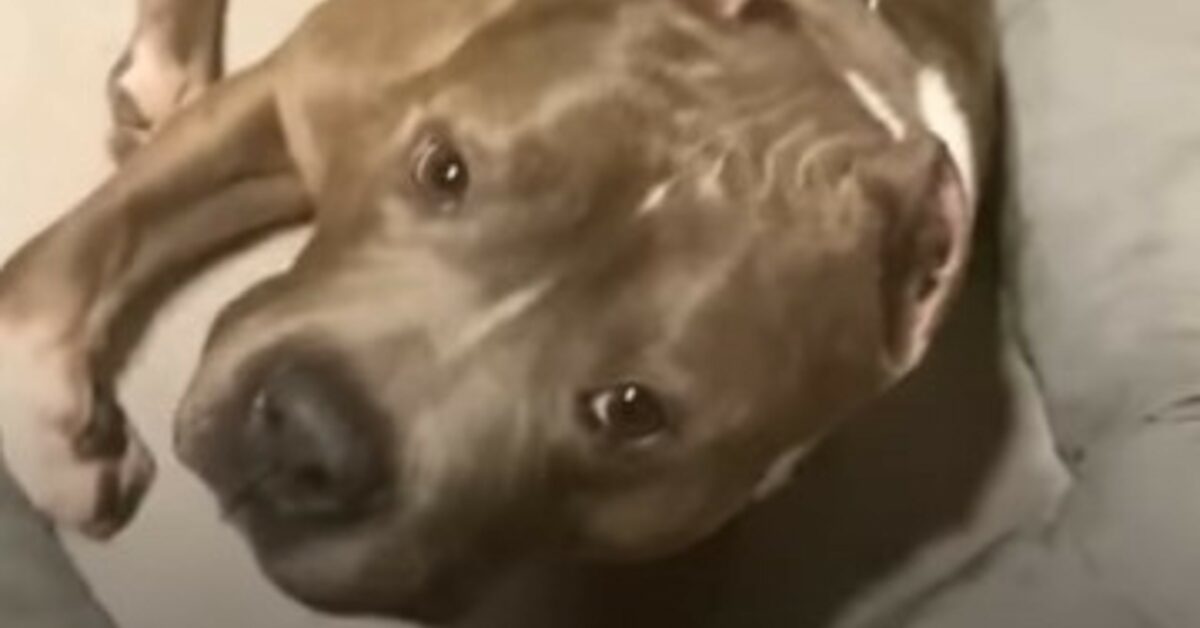 Il Pit Bull King Tut è uscito dal canile grazie ad un suo amico davvero ...