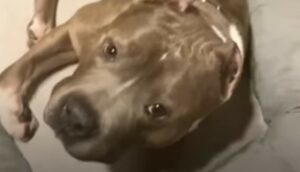 Il Pit Bull King Tut è uscito dal canile grazie ad un suo amico davvero speciale (VIDEO)