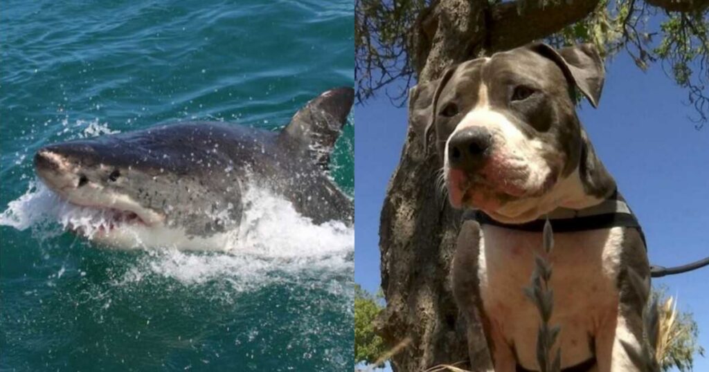 Pitbull lotta contro uno squalo e salva il suo padrone