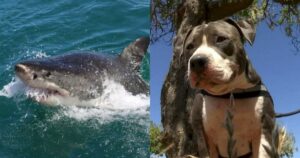 Pitbull si imbatte contro uno squalo. Stava attaccando il suo padrone (VIDEO)