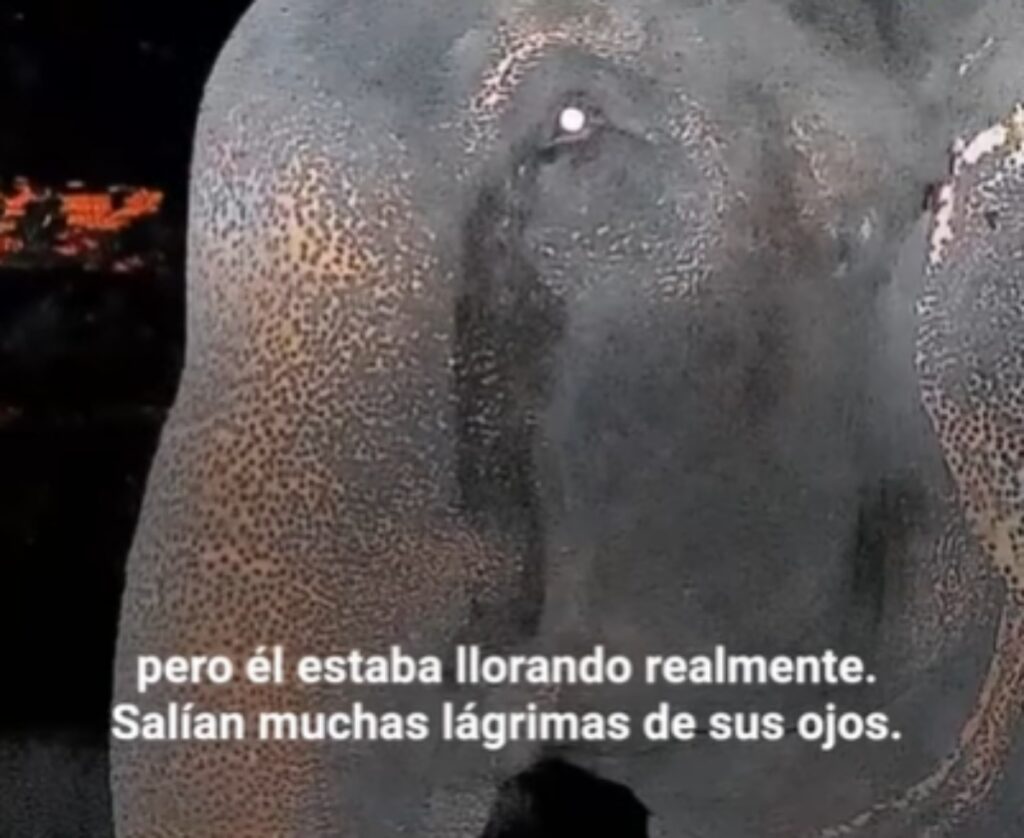 Elefante Raju viene liberato dopo 50 anni