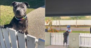 L’adorabile Terrier vuole solo essere amato, così il suo proprietario mette un cartello e filma la commovente scena