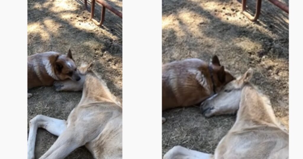 cane e cavallo diventano amici per la pelle