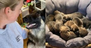 Donna salva cagnolina dall’eutanasia salvando 11 vite in tutto