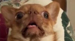 Il cagnolino Merkin  concentra tutto l’amore del mondo in soli 4 kg (VIDEO)