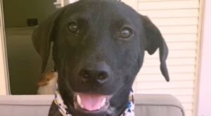Salvano il cagnolino Toby e gli regalano una vita meravigliosa (VIDEO)