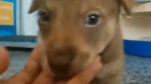 Un cagnolino ferito e sporco vive la vita circondato da amore dopo il suo salvataggio (VIDEO)