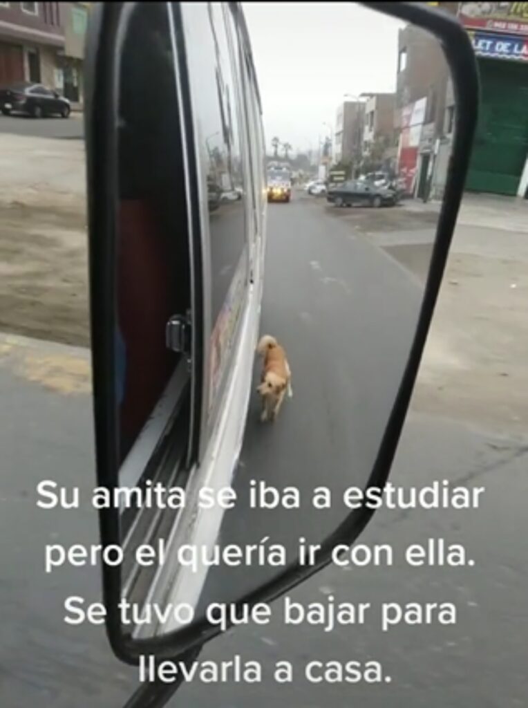 cagnolino insegue autobus correndo