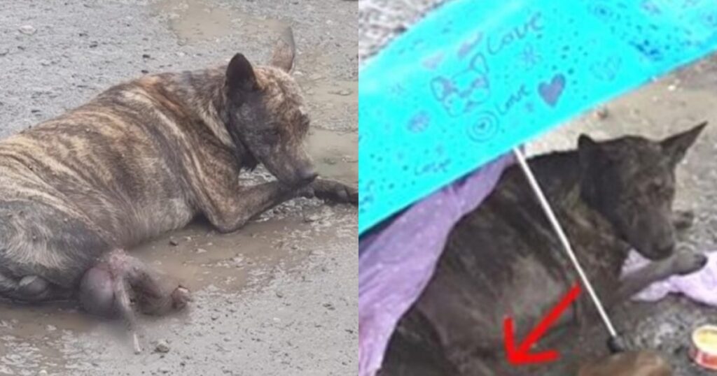 cagnolino disabile viene salvato