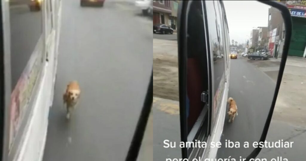 cagnolino insegue autobus correndo