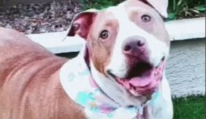 La cagnolona Pit Bull Margo ha perso molto peso e ora è pronta per trovare la famiglia perfetta per lei (VIDEO)