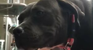 Una cagnolona sola e spaventata ha incontrato la donna che le ha cambiato la vita (VIDEO)