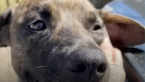 La cagnolona terrorizzata Mulan è riuscita a fidarsi degli umani grazie ad un aiuto speciale (VIDEO)