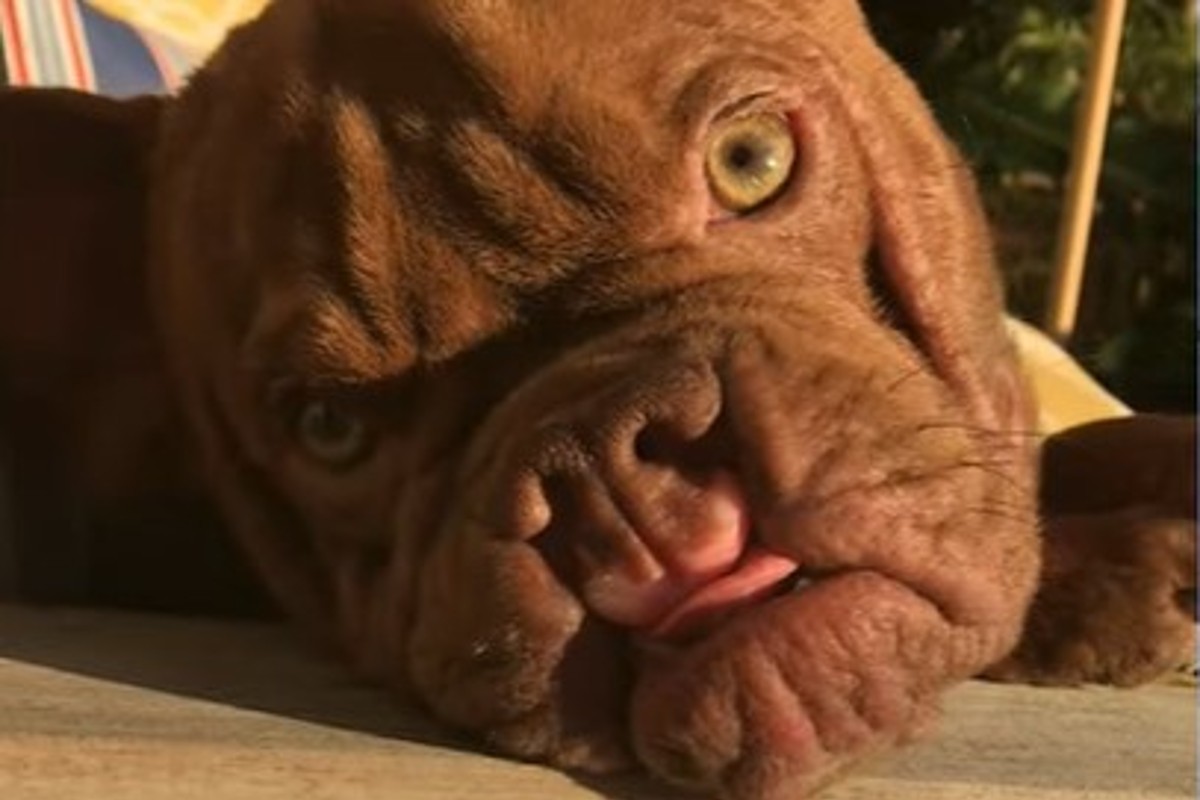 Il cagnolone Big Rig è diventato molto importante; la sua dolce storia ...