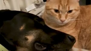 Il cagnolone Kiwi ha conosciuto due gattini speciali: Machu e Picchu (VIDEO)