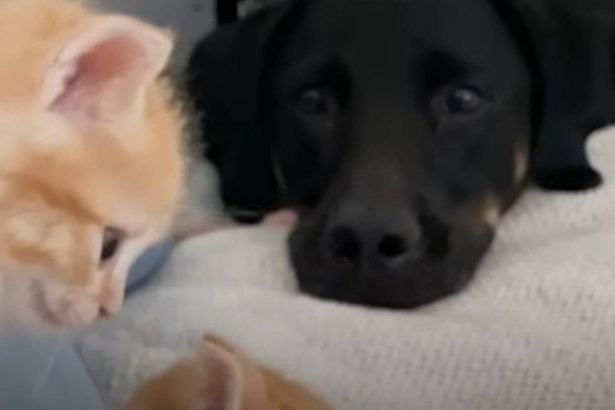 Il cagnolone Kiwi ha conosciuto due gattini speciali: Machu e Picchu ...