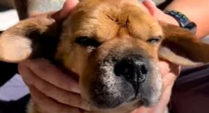 Il cagnolone adottato Peanut ora è molto felice e aiuta chi ha bisogno di conforto (VIDEO)