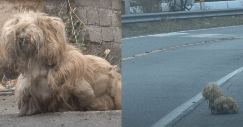 Cane abbandonato fissa la strada tutti i giorni