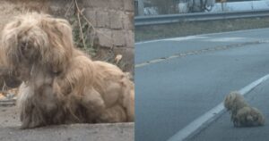 Cane abbandonato fissa la strada da 2 anni sperando che i suoi padroni tornino da lui. Ma ecco cosa succede (VIDEO)