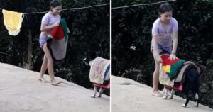 Mamma riprende il tenero momento in cui il cane aiuta sua figlia a togliere i vestiti dallo stendibiancheria (VIDEO)